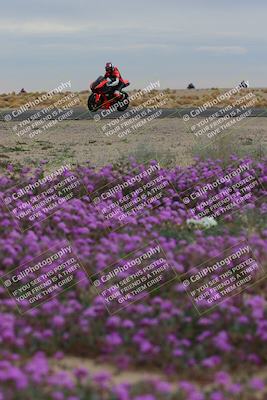 media/Jan-14-2023-SoCal Trackdays (Sat) [[497694156f]]/Turn 14 Exit Bloomig (145pm)/